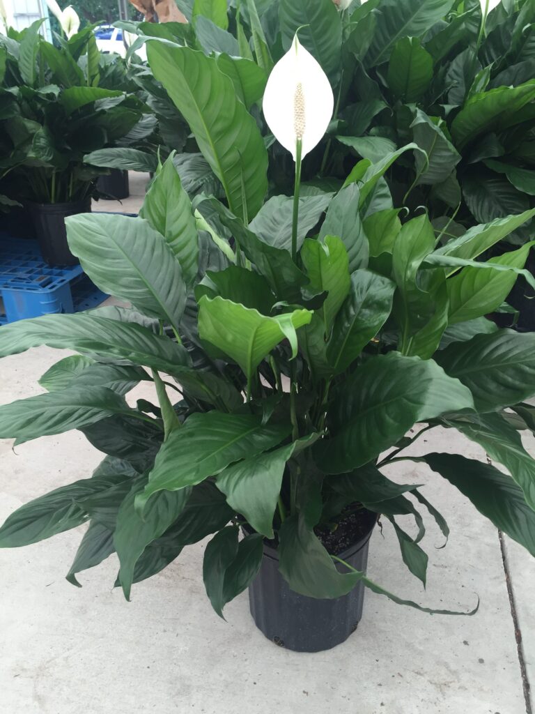 Alpha Spathiphyllum Plant