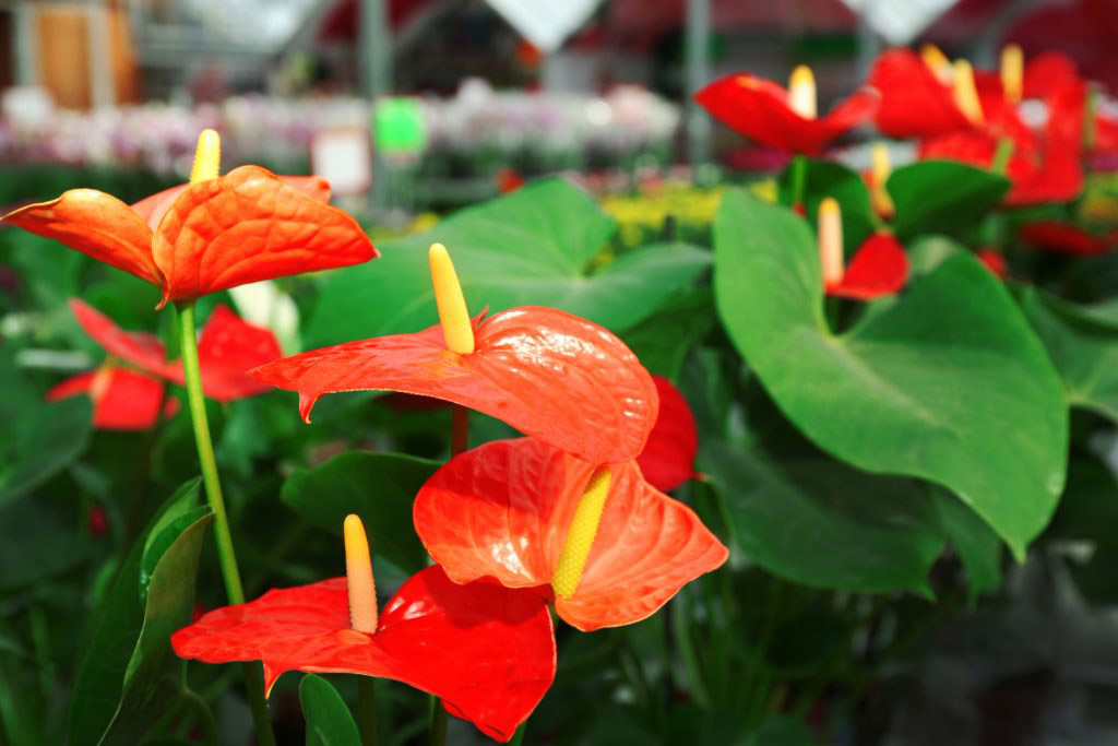 Anthurium Sorrento Nursery FL