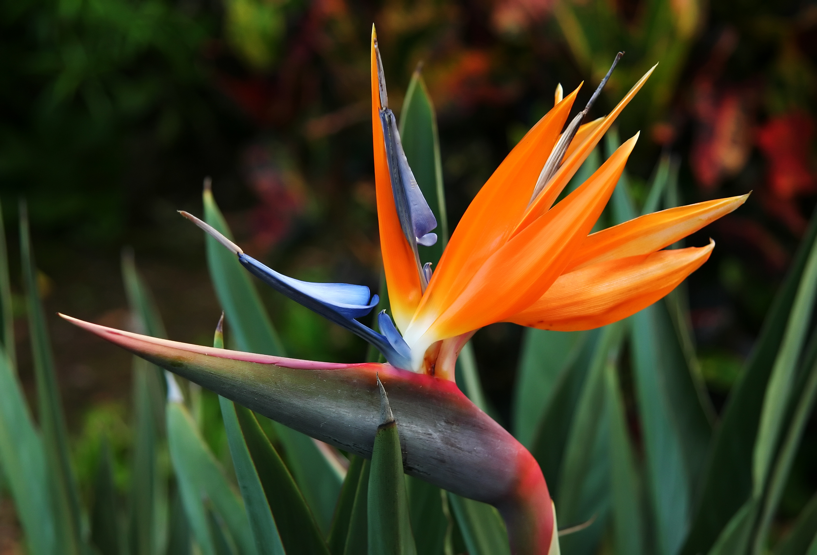 Bird of Paradise Plant - shanetinkerenterprises.com