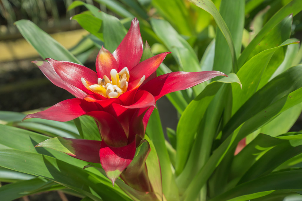 Bromeliad Sorrento Wholesale Nursery FL