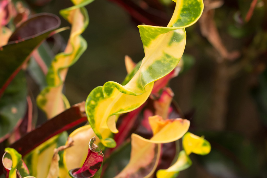 Croton Mammy Wholesale Nursery Apopka FL