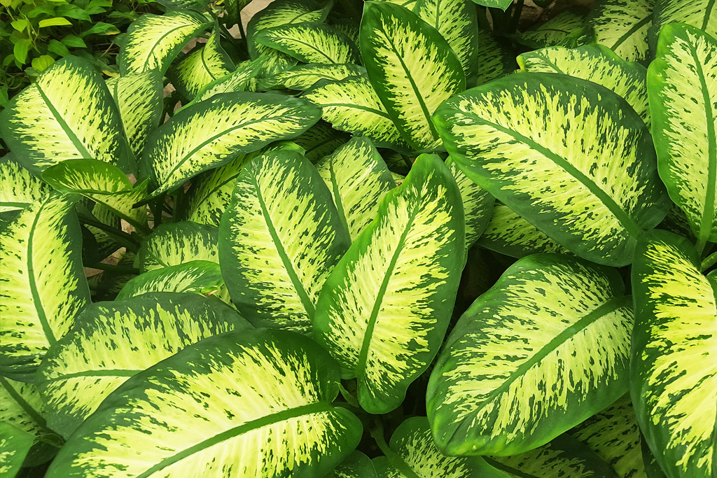 Dumb Cane Plant Sorrento FL