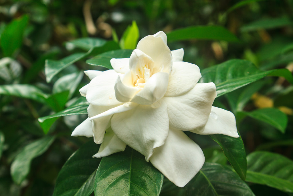 Gardenia Flower Sorrento FL Sellers