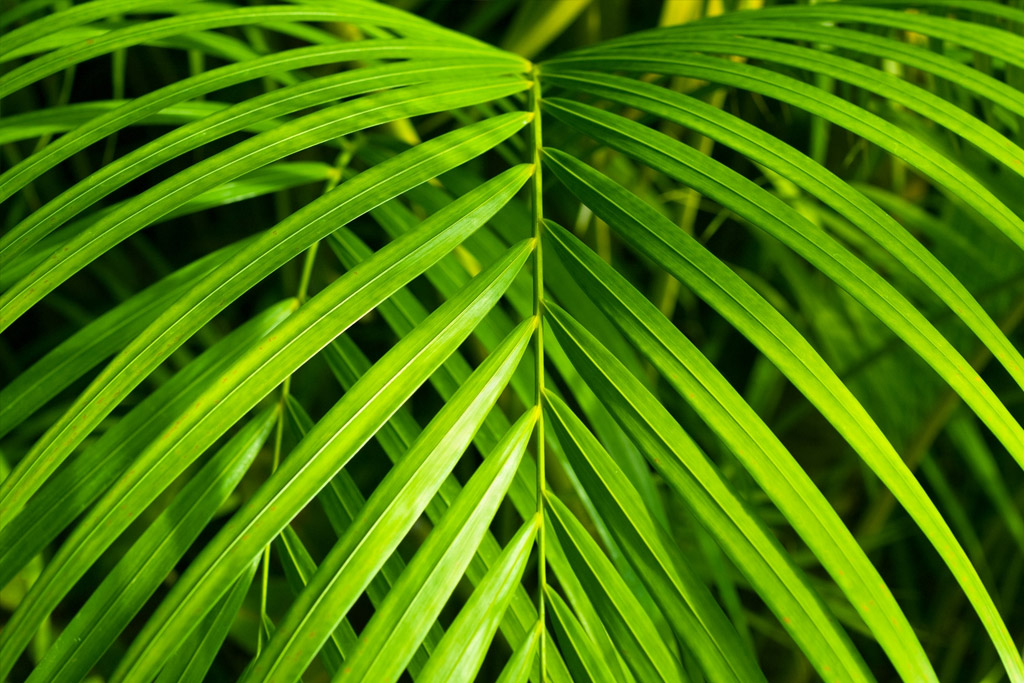 Neanthe Bella Palm Sorrento FL Grower