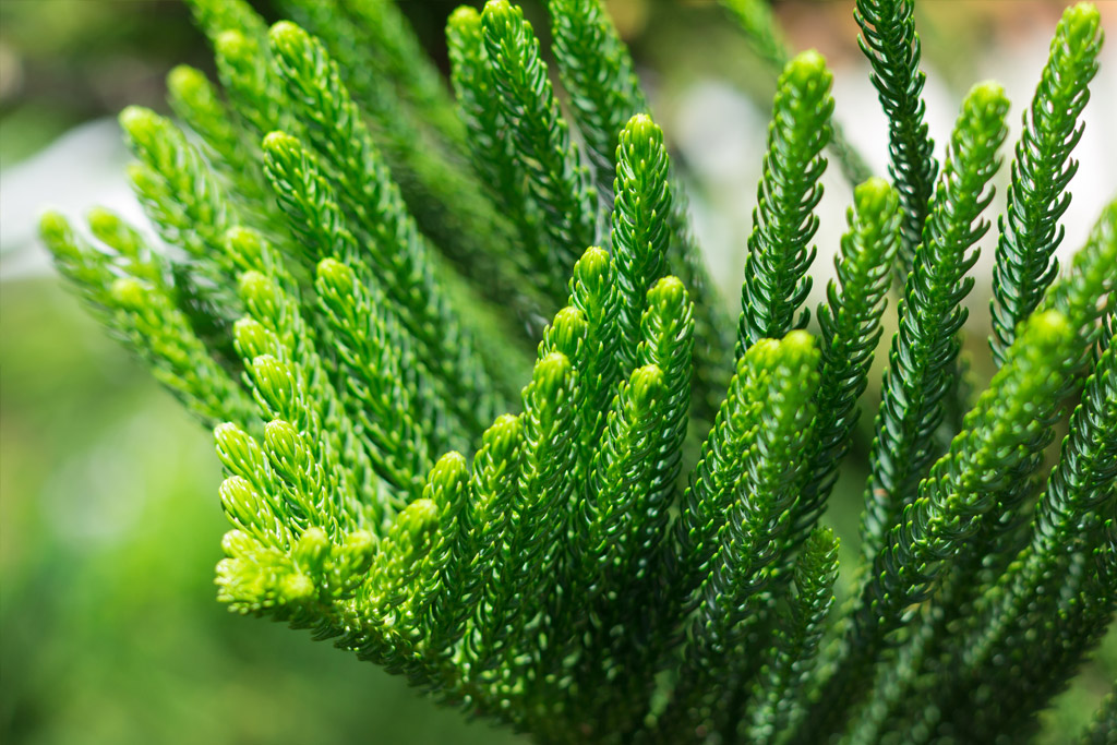 Norfolk Island Pine Grower Apopka FL