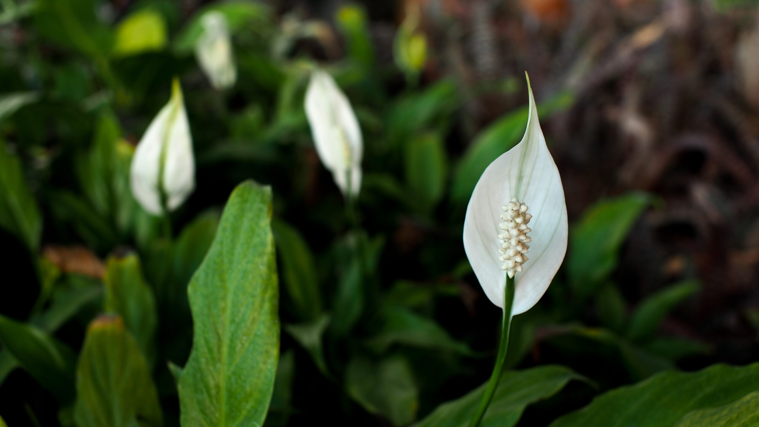 caring for spathiphyllum peace lillies