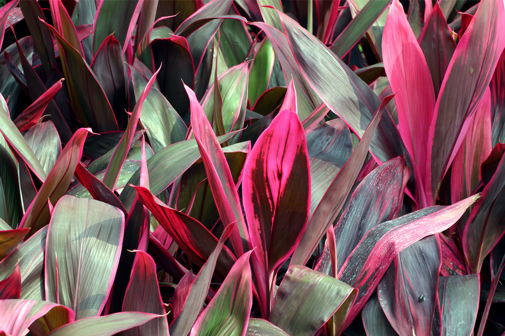 Florica Cordyline Sorrento FL