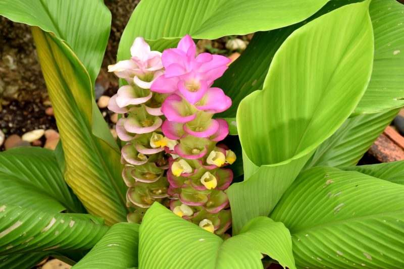 tropical plants - shanetinkerenterprises.com