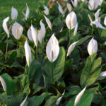 caring for spathiphyllum peace lillies