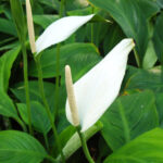 Spathiphyllum Apopka FL