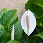 spathiphyllum grower Apopka Fl