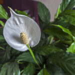 Spathiphyllum grower