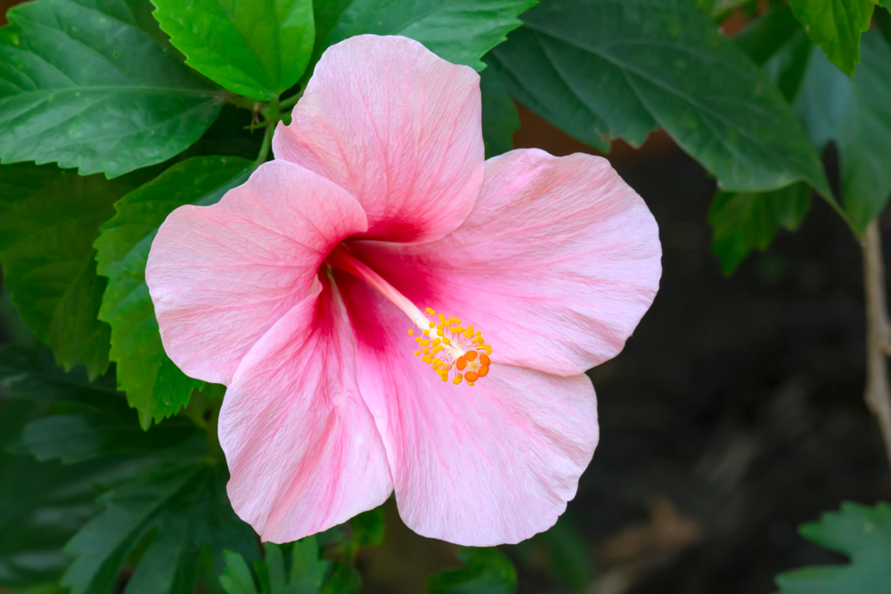 Tropical Plants Atlanta GA | Plant Care tips this Summer | Shane Tinker