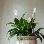 peace lily care