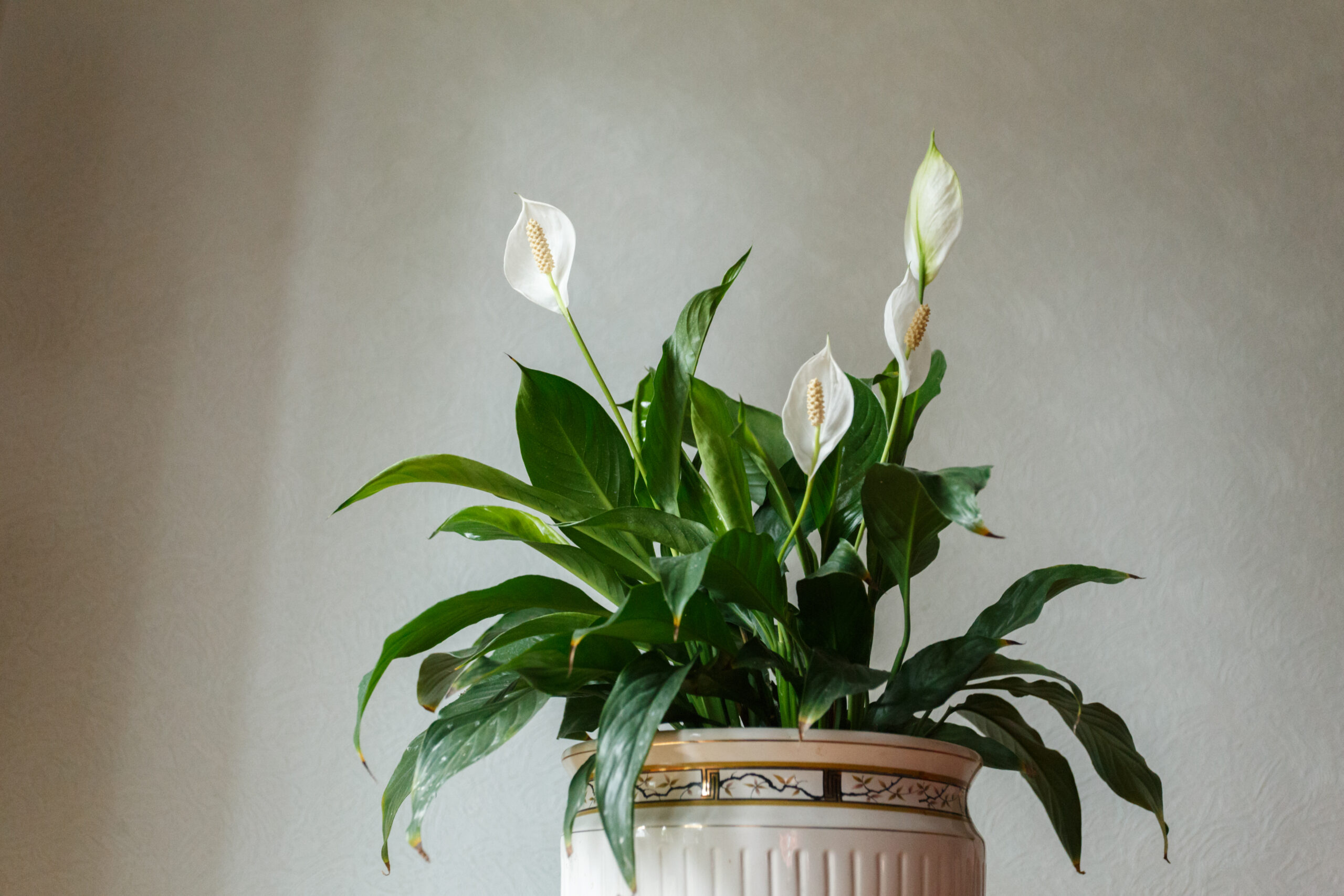 How to Care for Your Spathiphyllum