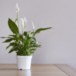 Spathiphyllum plant care