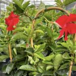 caring for tropical plants