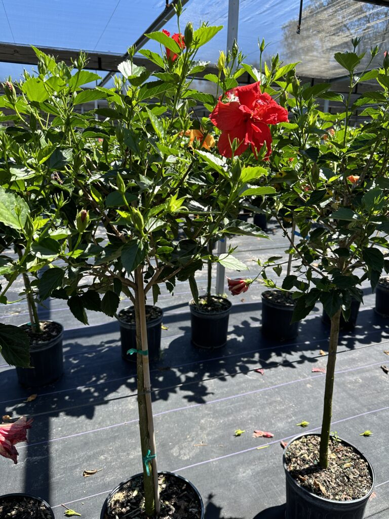 caring for hibiscus