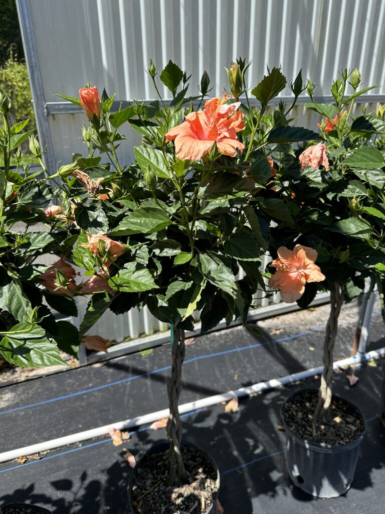 caring for hibiscus