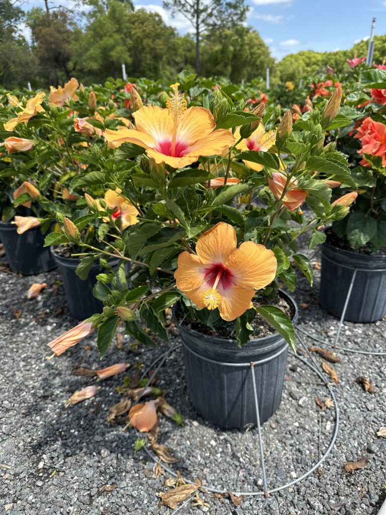 caring for hibiscus