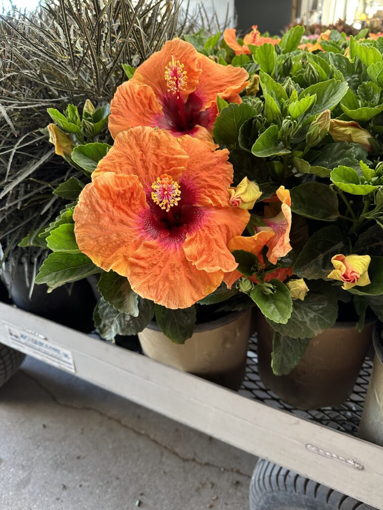 caring for hibiscus