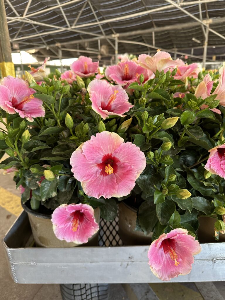 caring for hibiscus