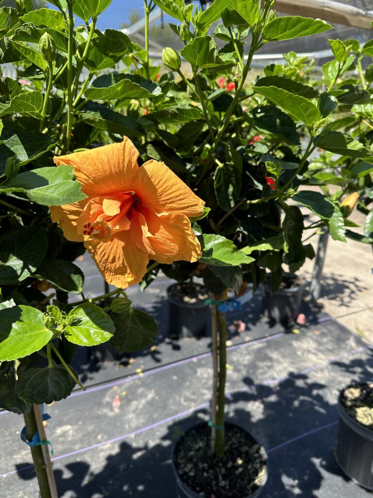 caring for hibiscus