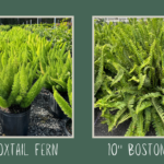 10" Foxtail and Boston ferns