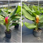 Facts about Curcuma plants and how to care for them