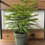 norfolk pine tree