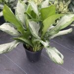 how to care for aglaonema plants