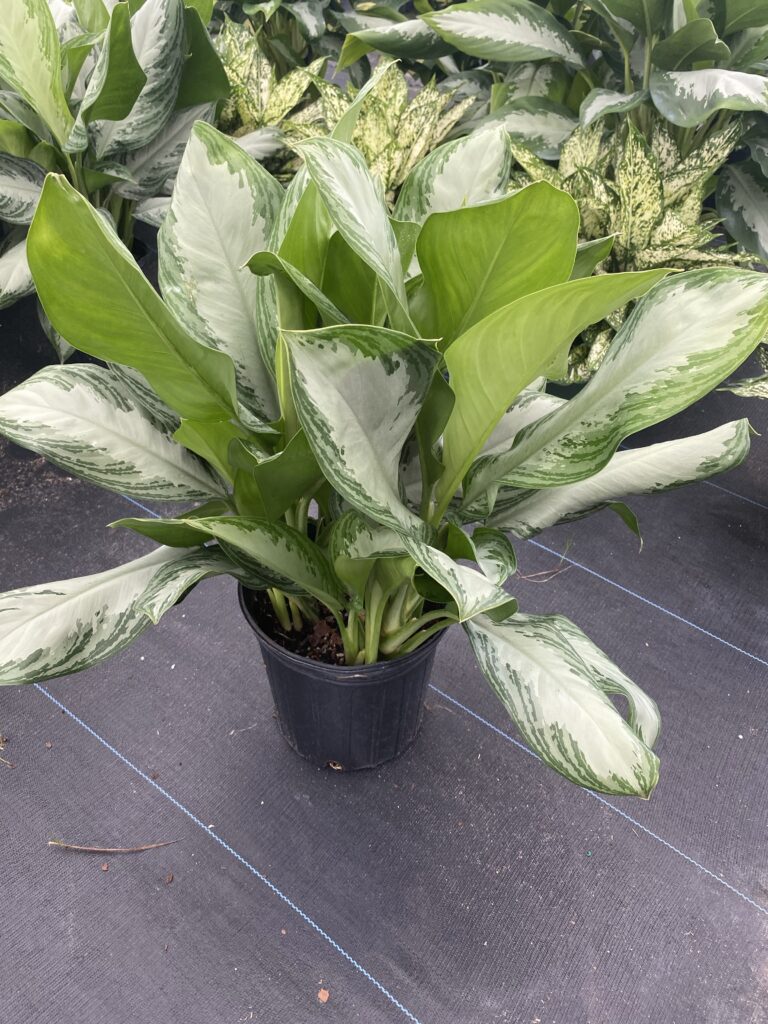 how to care for aglaonema plants