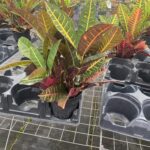 how to care for croton plants