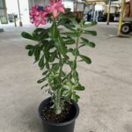 how to care for desert rose plants