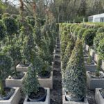 how to take care of eugenia plants