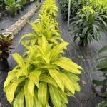 how to care for limelight dracaena