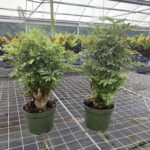 how to care for ming aralia