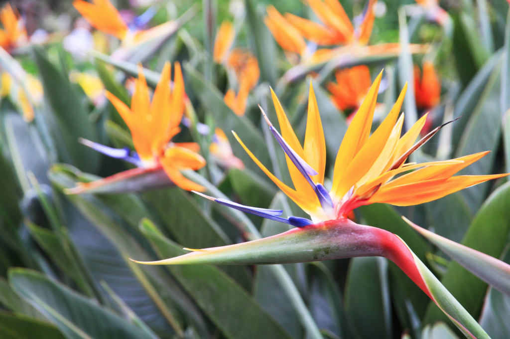 how to take care of birds of paradise plant