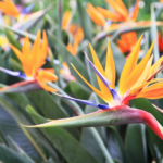 how to take care of birds of paradise plant