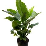 facts about alocasia