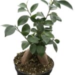 how to care for ficus ginseng