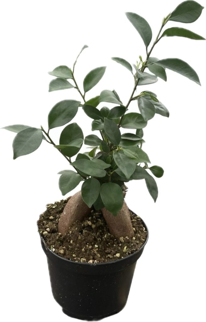 how to care for ficus ginseng