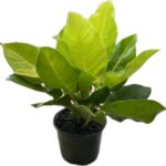 how to care for moonlight philodendron