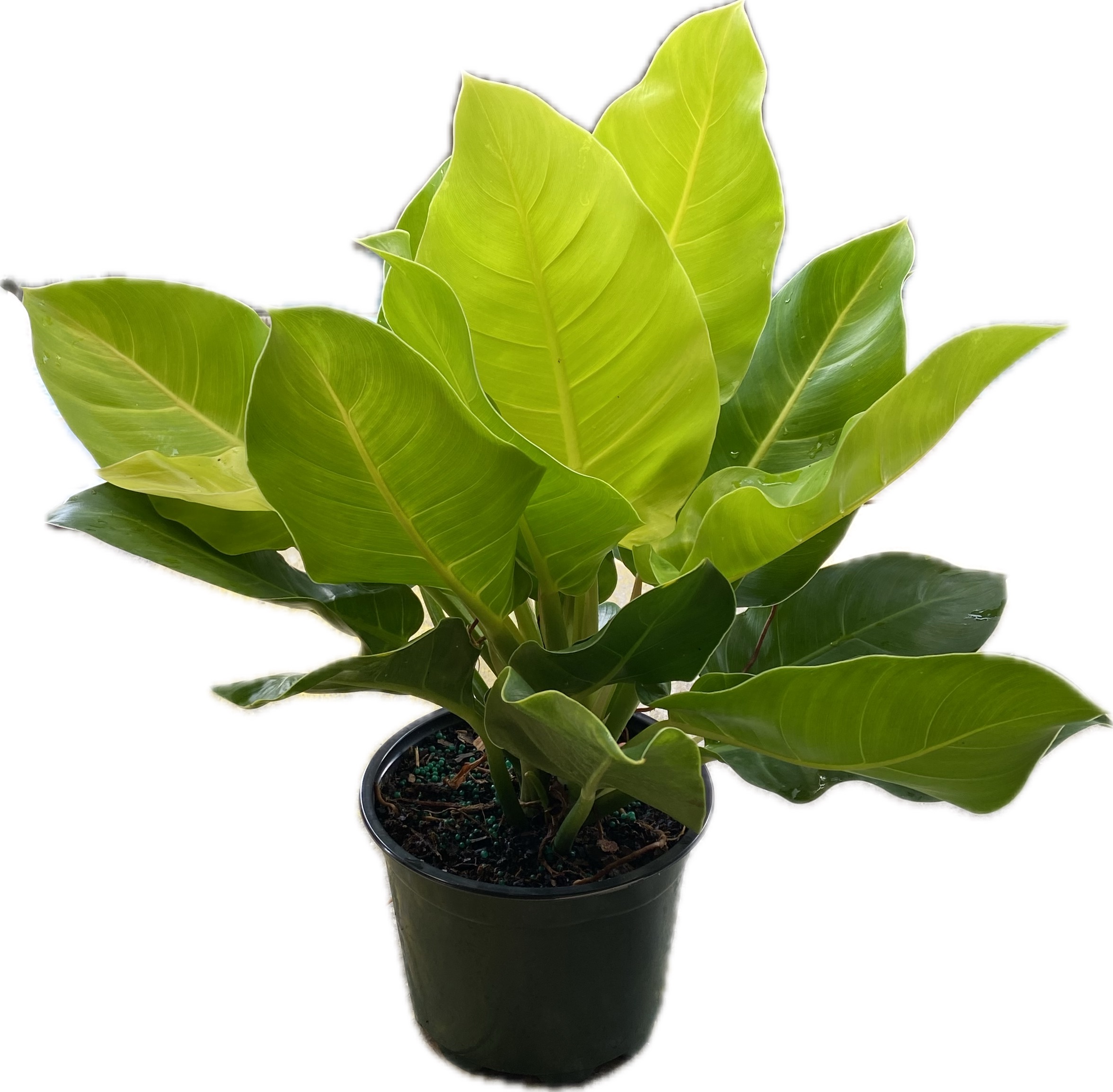 how to care for moonlight philodendron