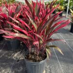 how to care for cordyline