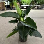 facts about green philodendron