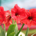 amaryllis flowers