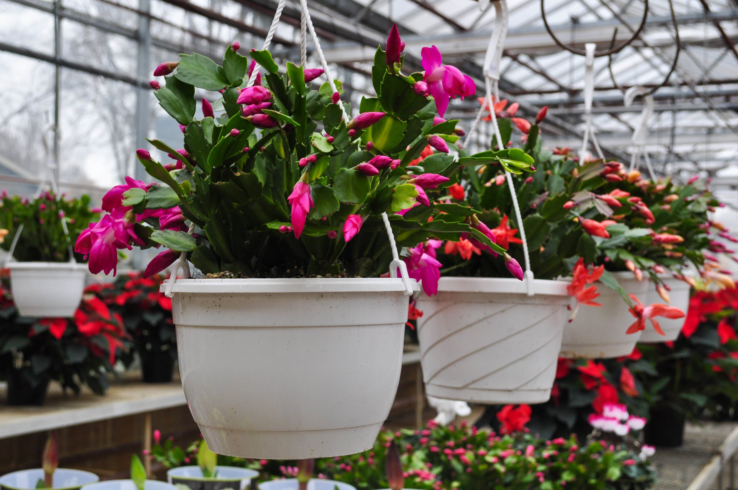 What You Should Know About Christmas Cactus