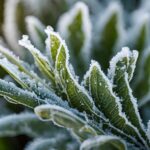 winterization tips for plants