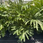 Care tips for Selloum plants